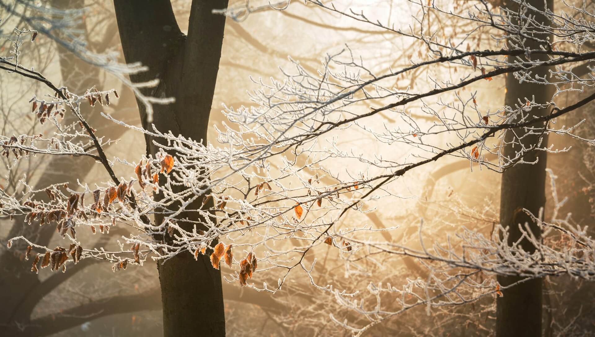 зображення новини