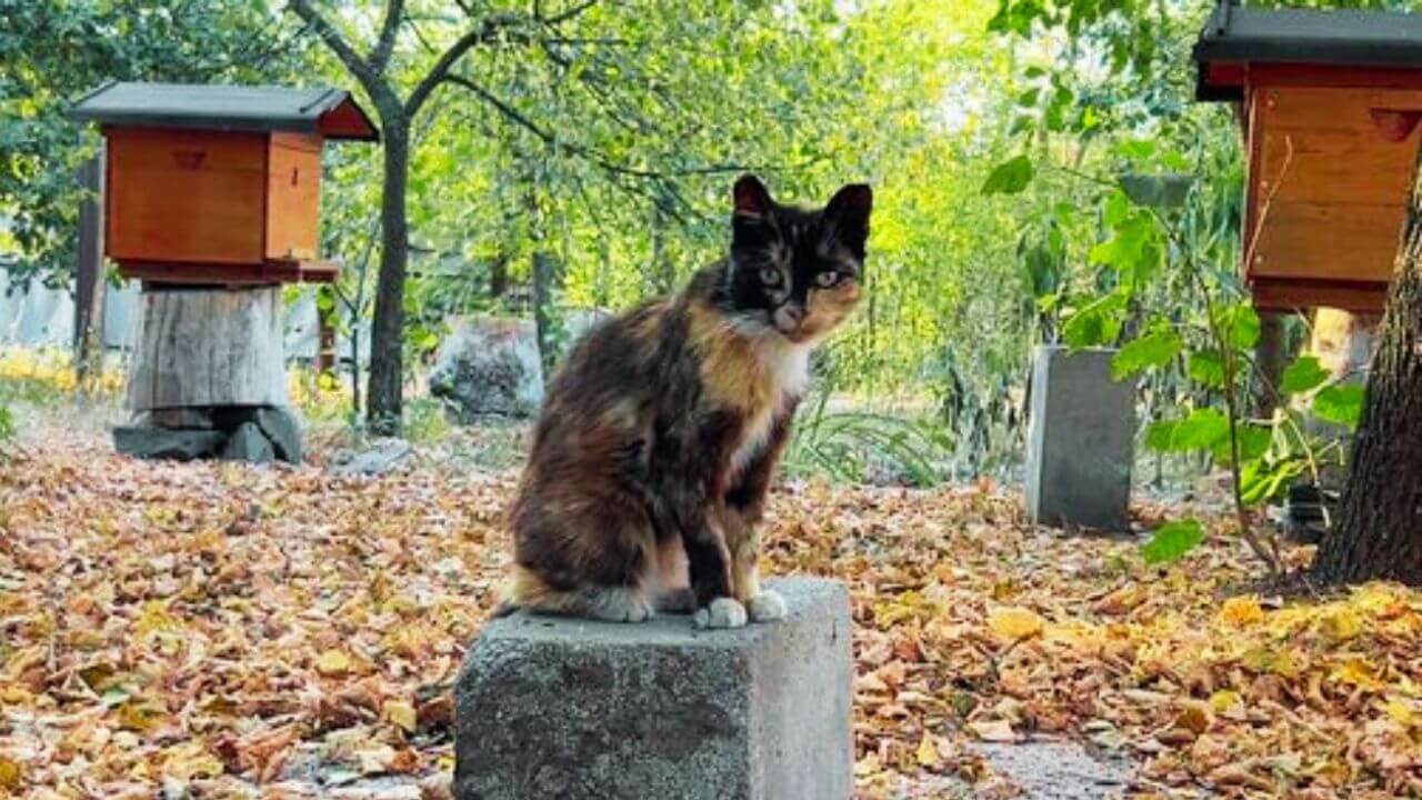 зображення новини